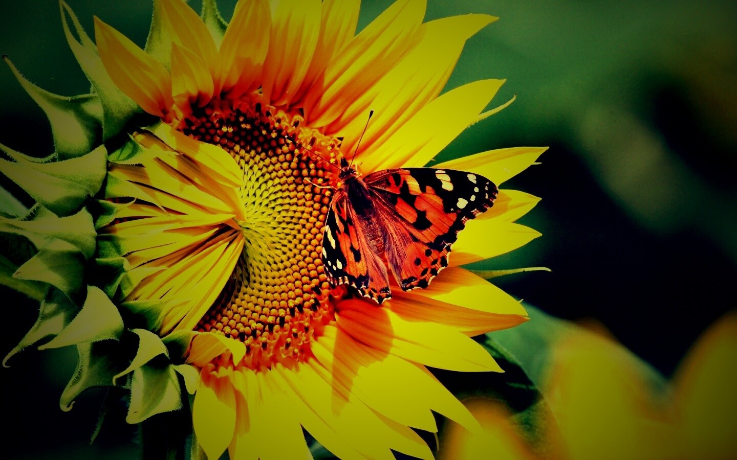 Бабочка на подсолнухе обои