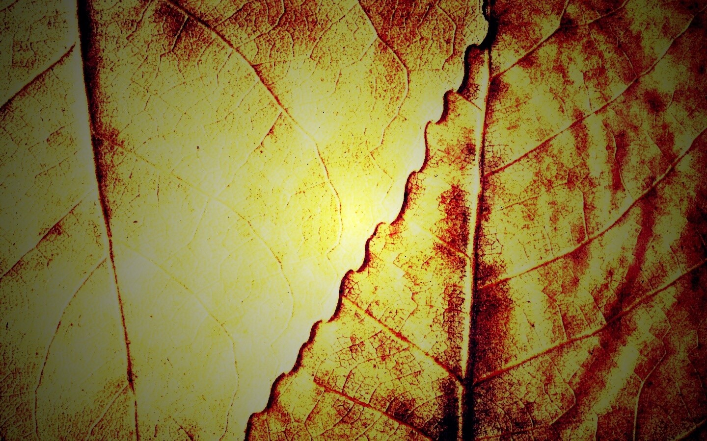 Текстура желтых увядших листьев обои