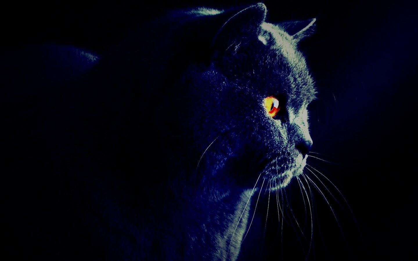 Плюшик  обои