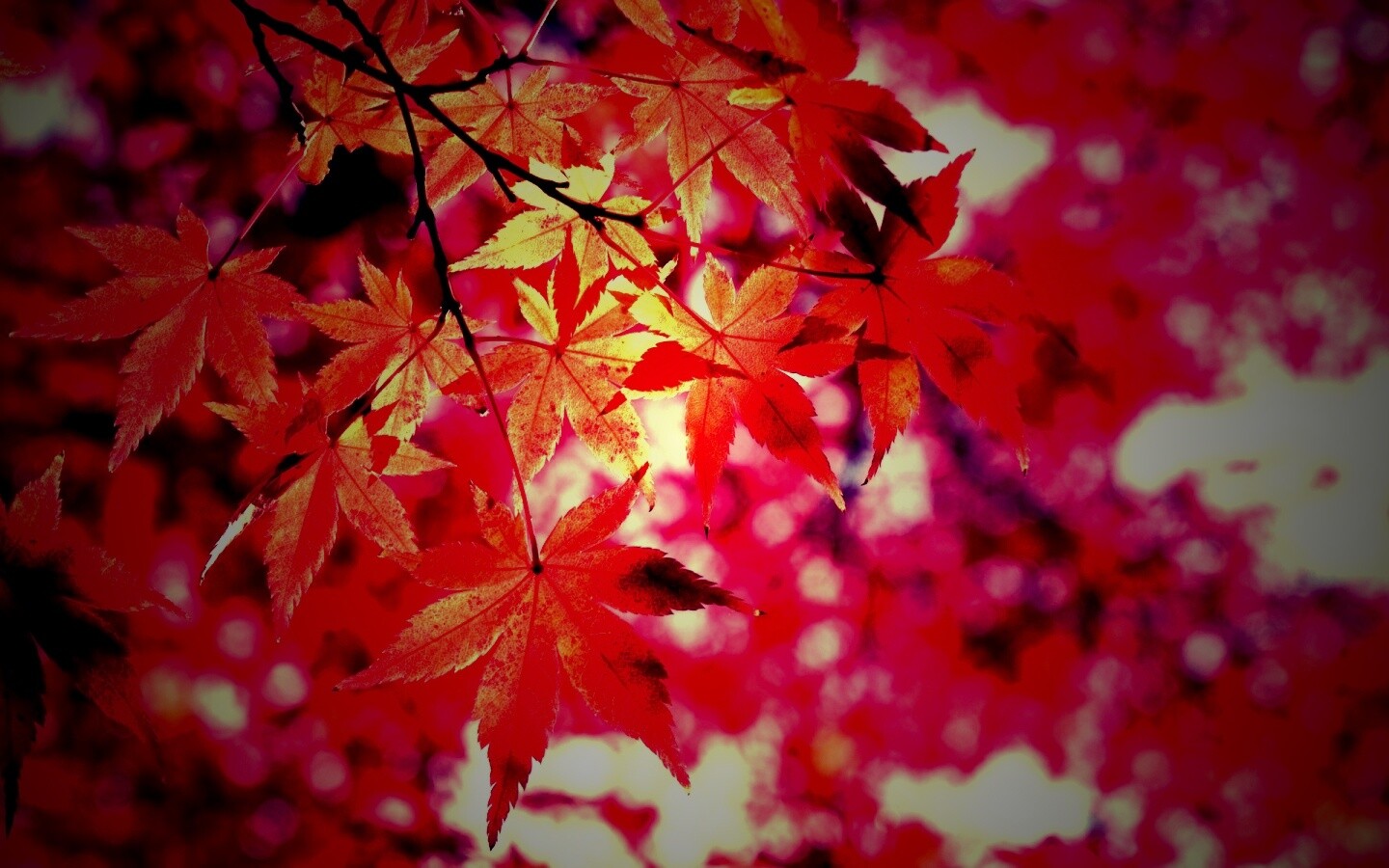 Осенние листья обои