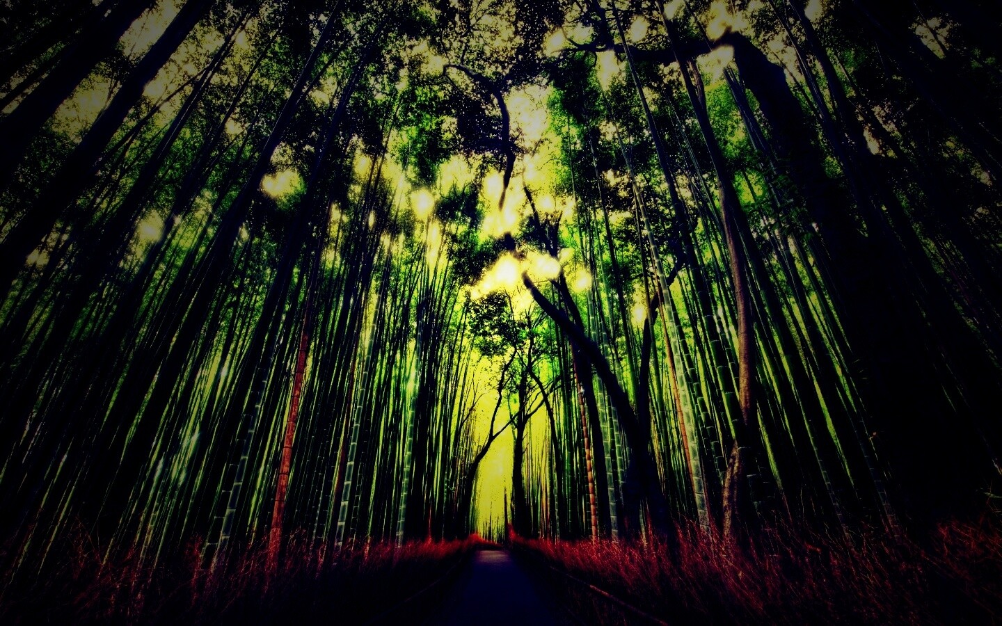 Дорога в тростниковых зарослях обои