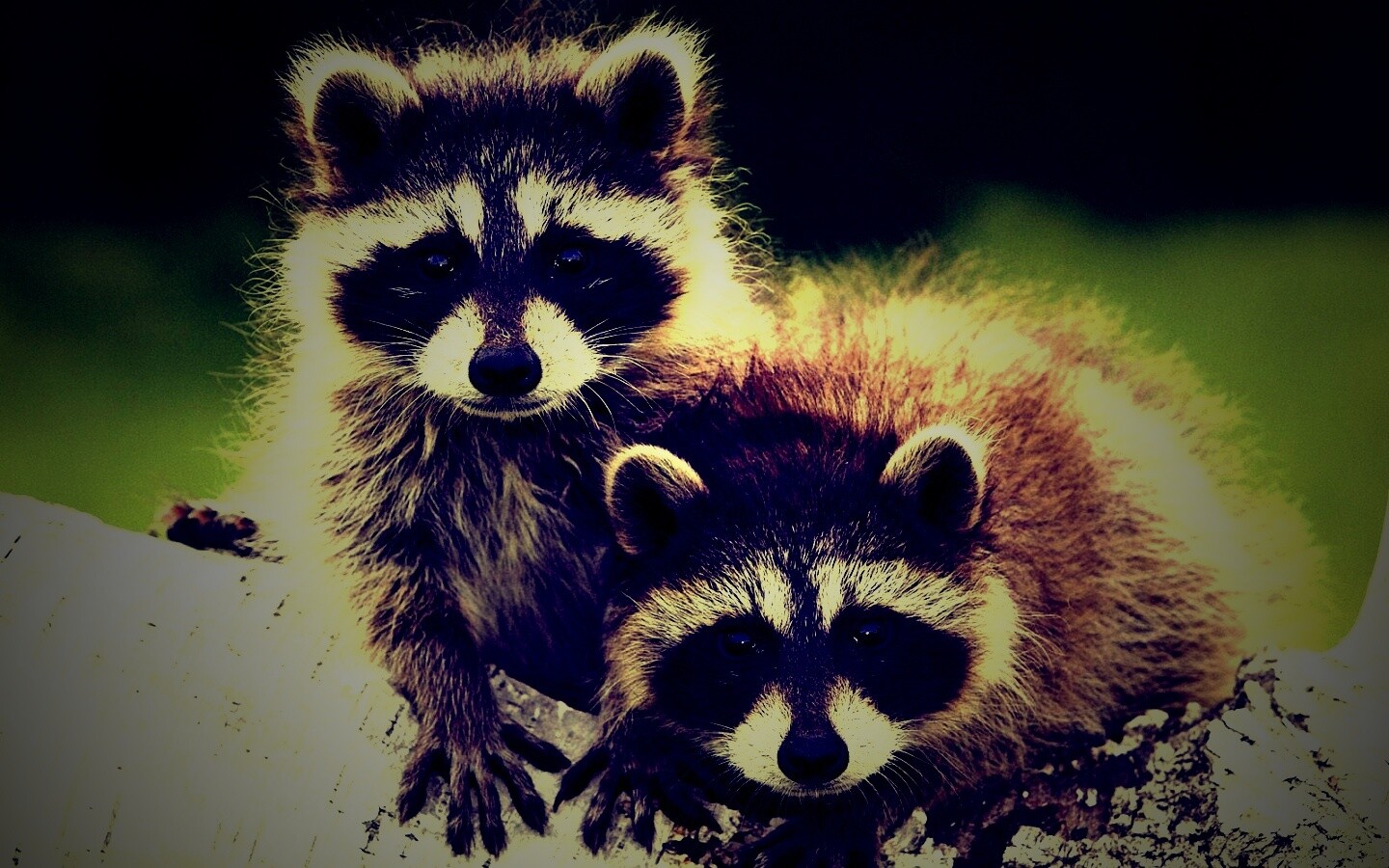 Полосатики обои