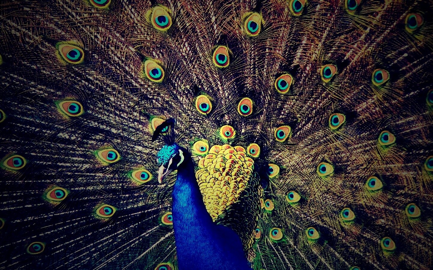 Павлин, говоришь... обои