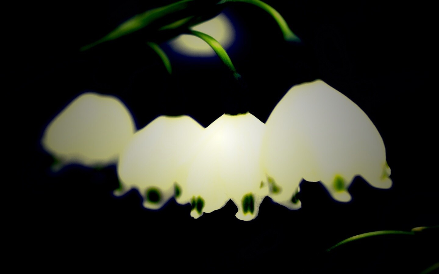 Белые ландыши обои