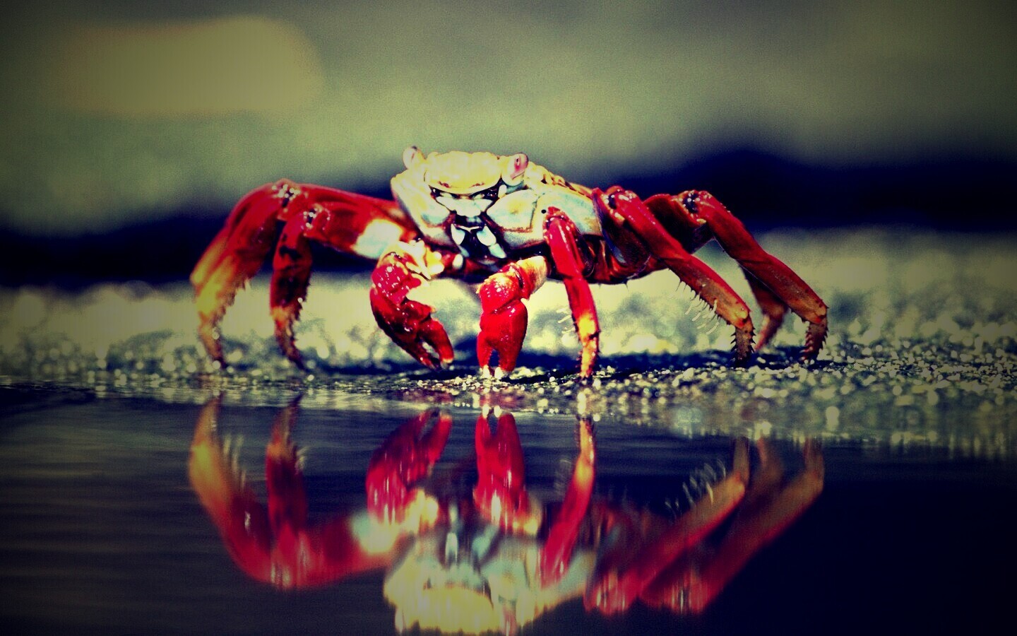 Краб обои