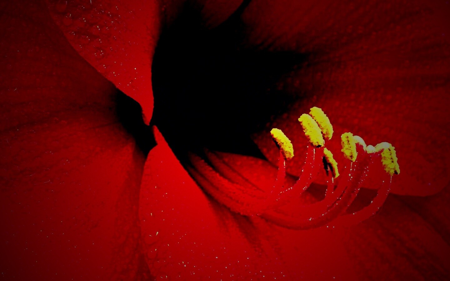 Красная манящая лилия обои