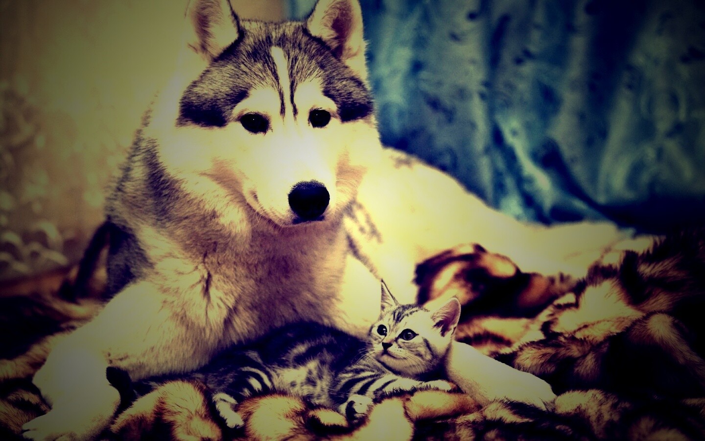 Собака и котенок обои