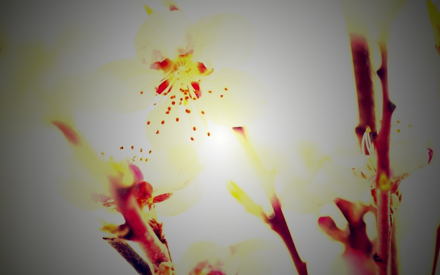 Нежные розовые цветы обои