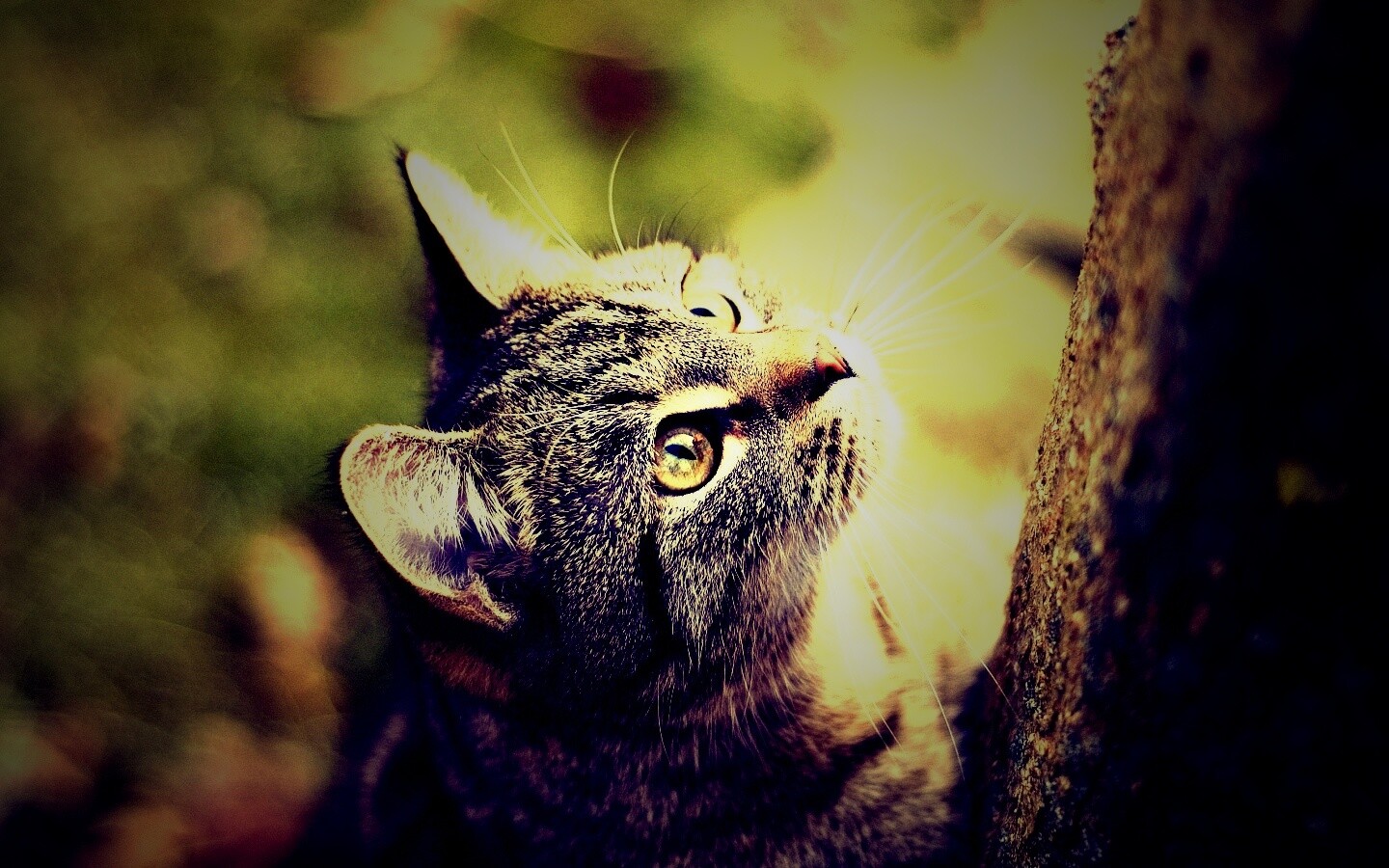 Кошак на дереве обои