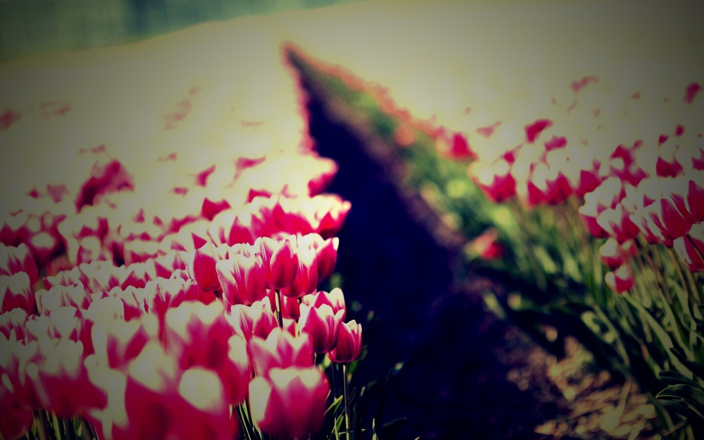 Тропинка в поле розовых тюльпанов обои