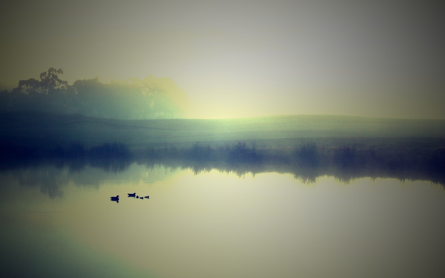Ducks on a Misty Pond обои
