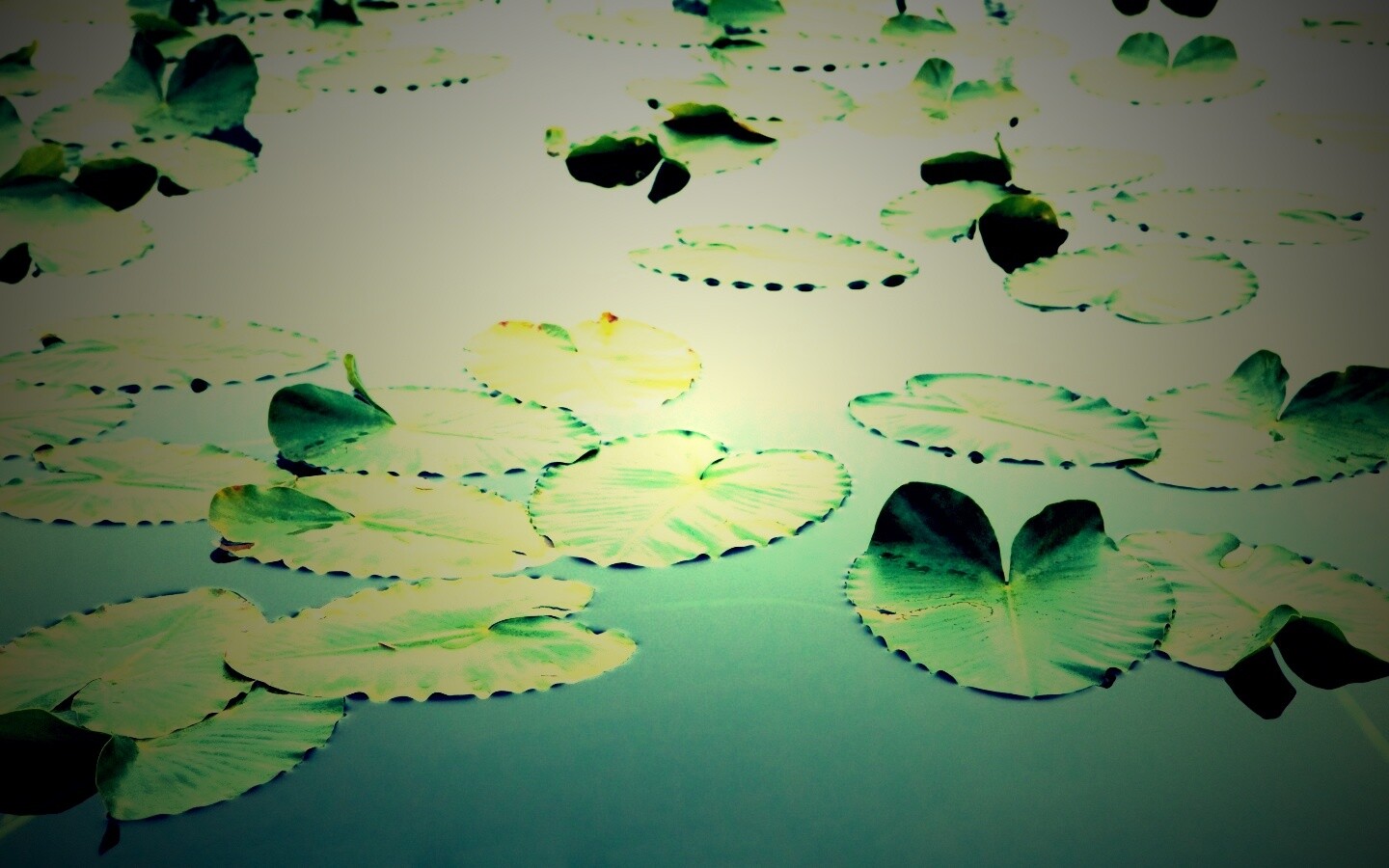 Плавающие листья обои