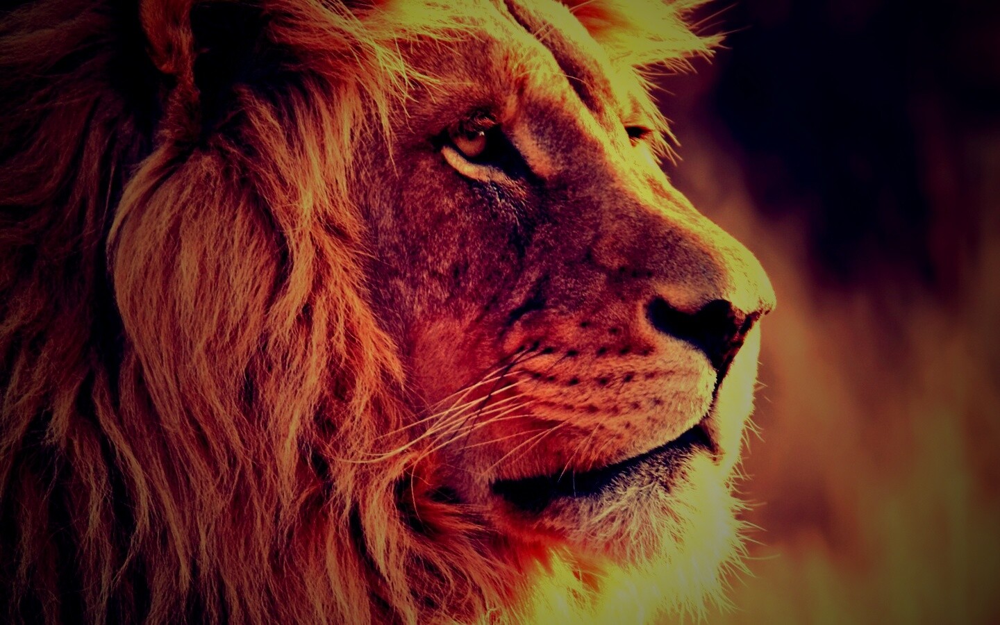 Лев обои