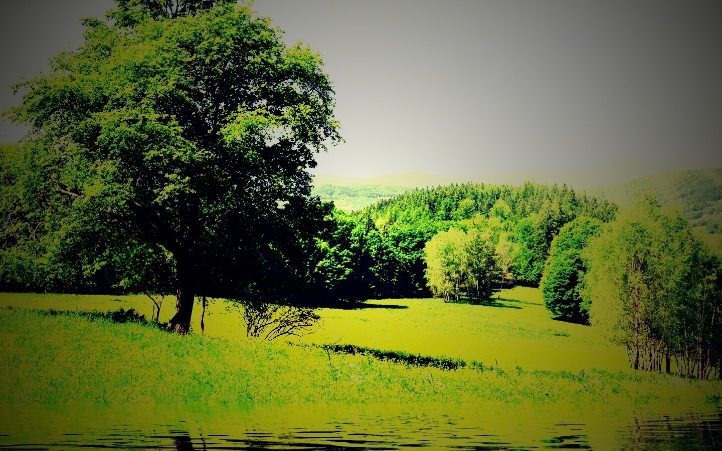 Дерево у воды обои