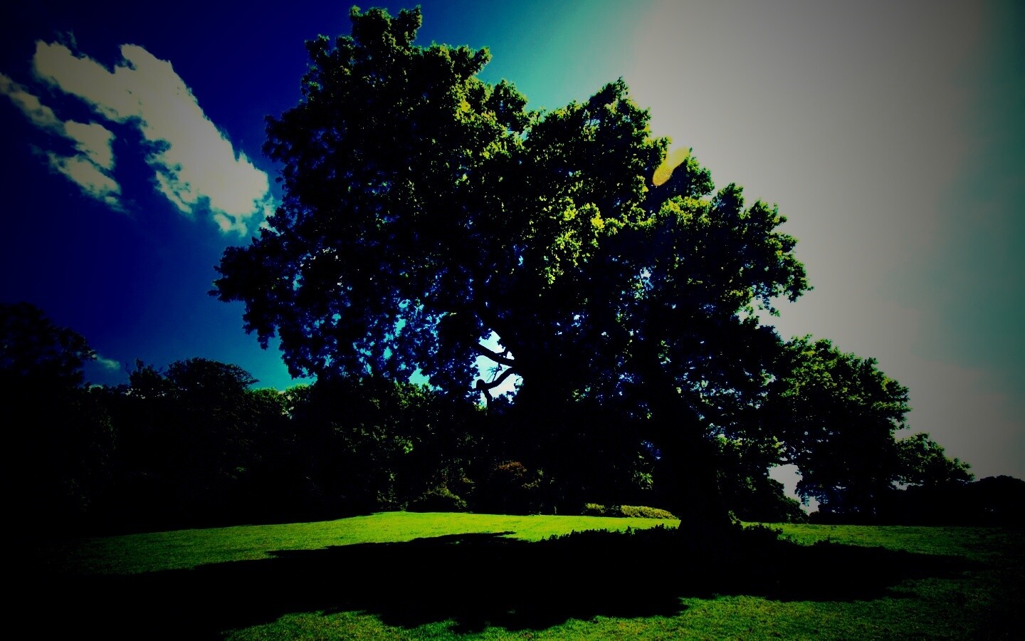 Большое зеленое дерево на лужайке обои