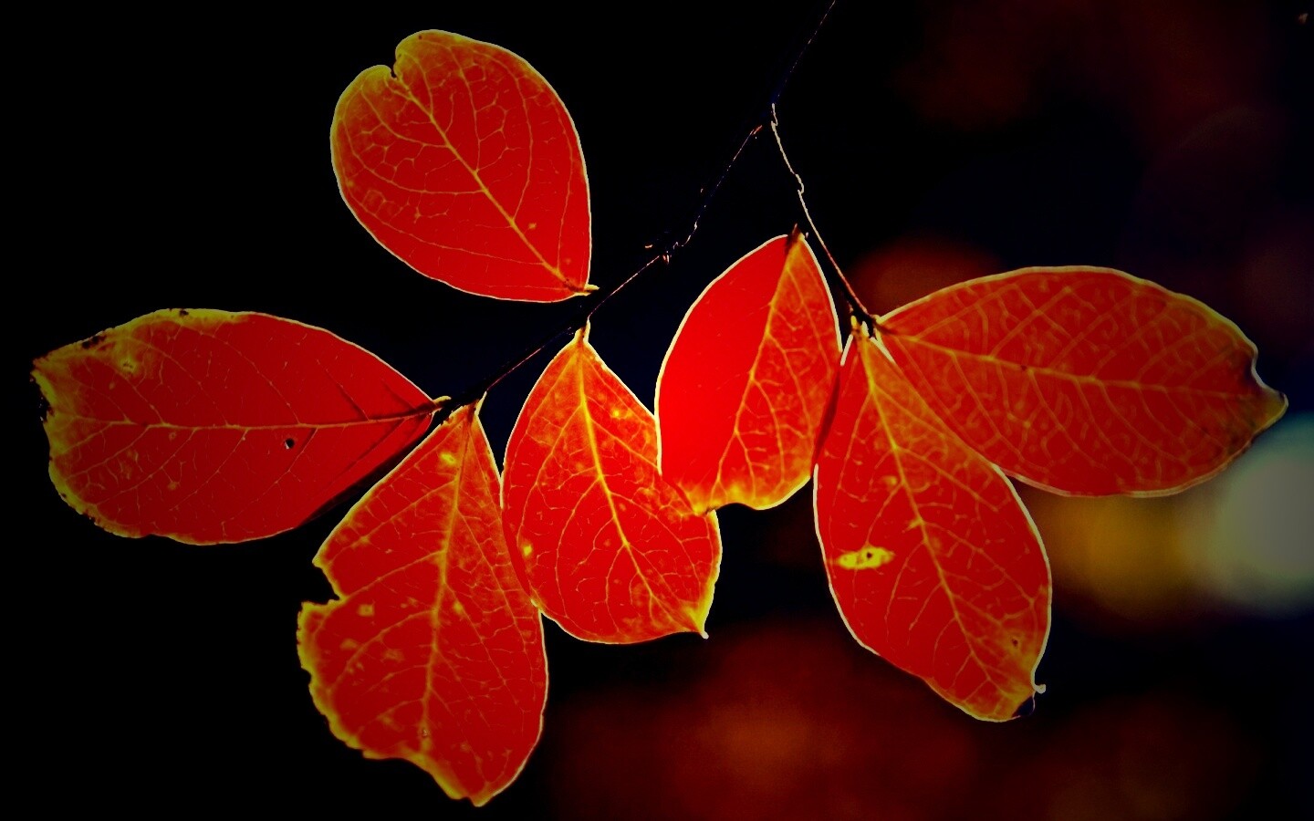 Ветка с оранжевыми листьями обои