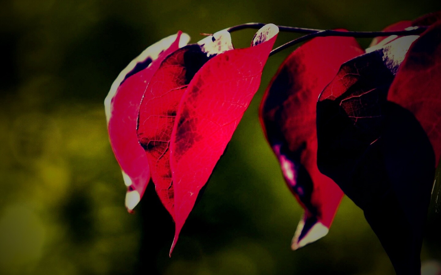 Ветка красных листьев обои