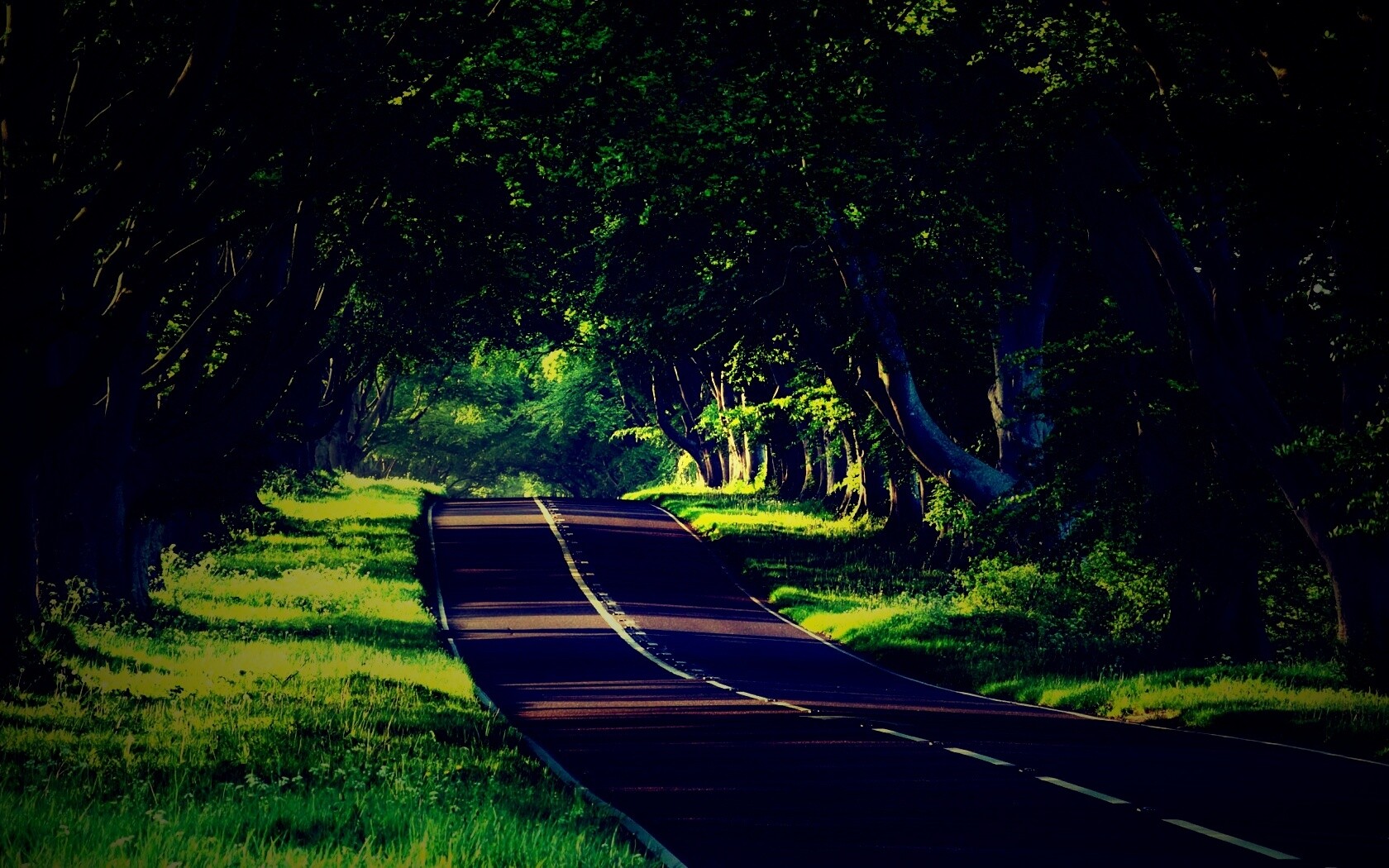 Трасса в тени деревьев обои