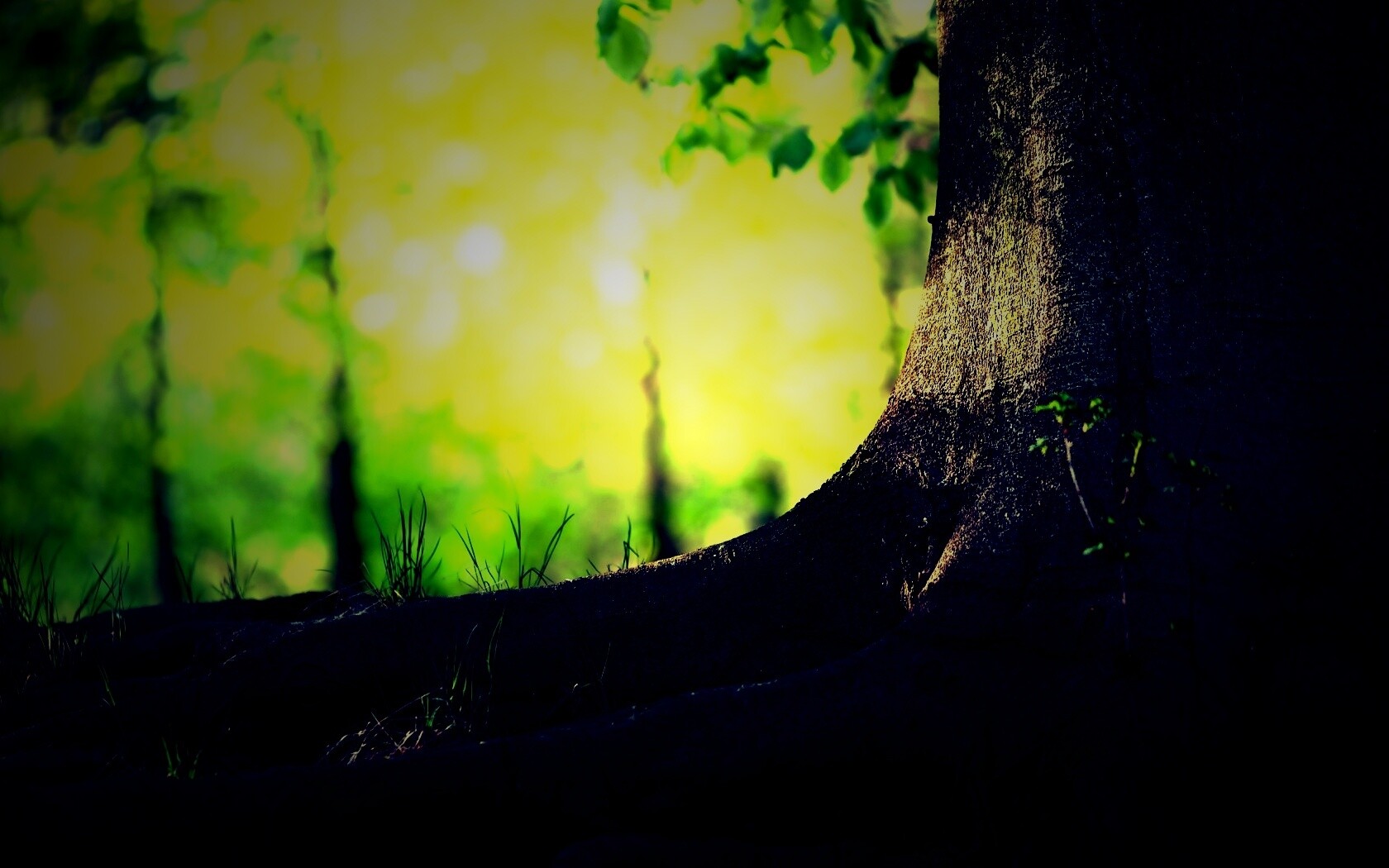 Корни дерева обои