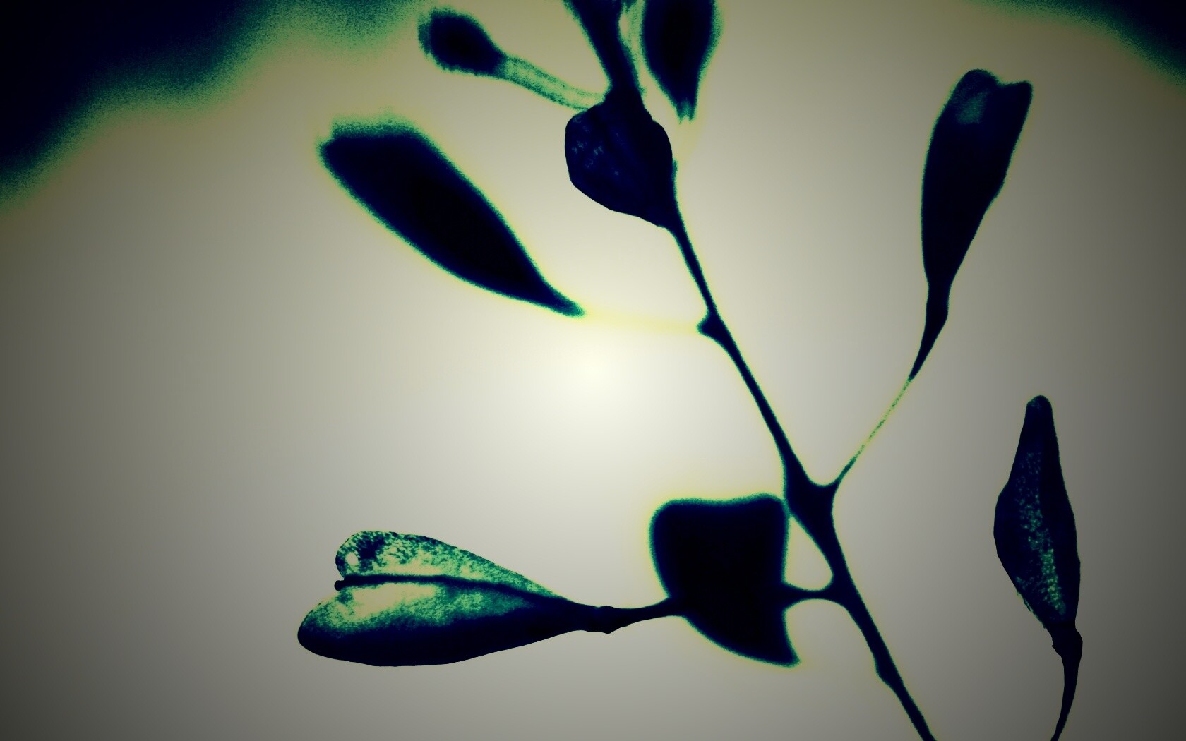 Усыхающие листья обои