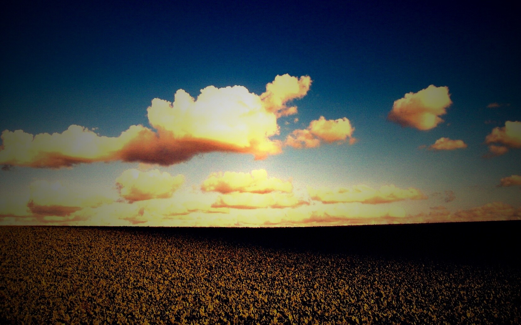 Обака над бескрайними полями обои