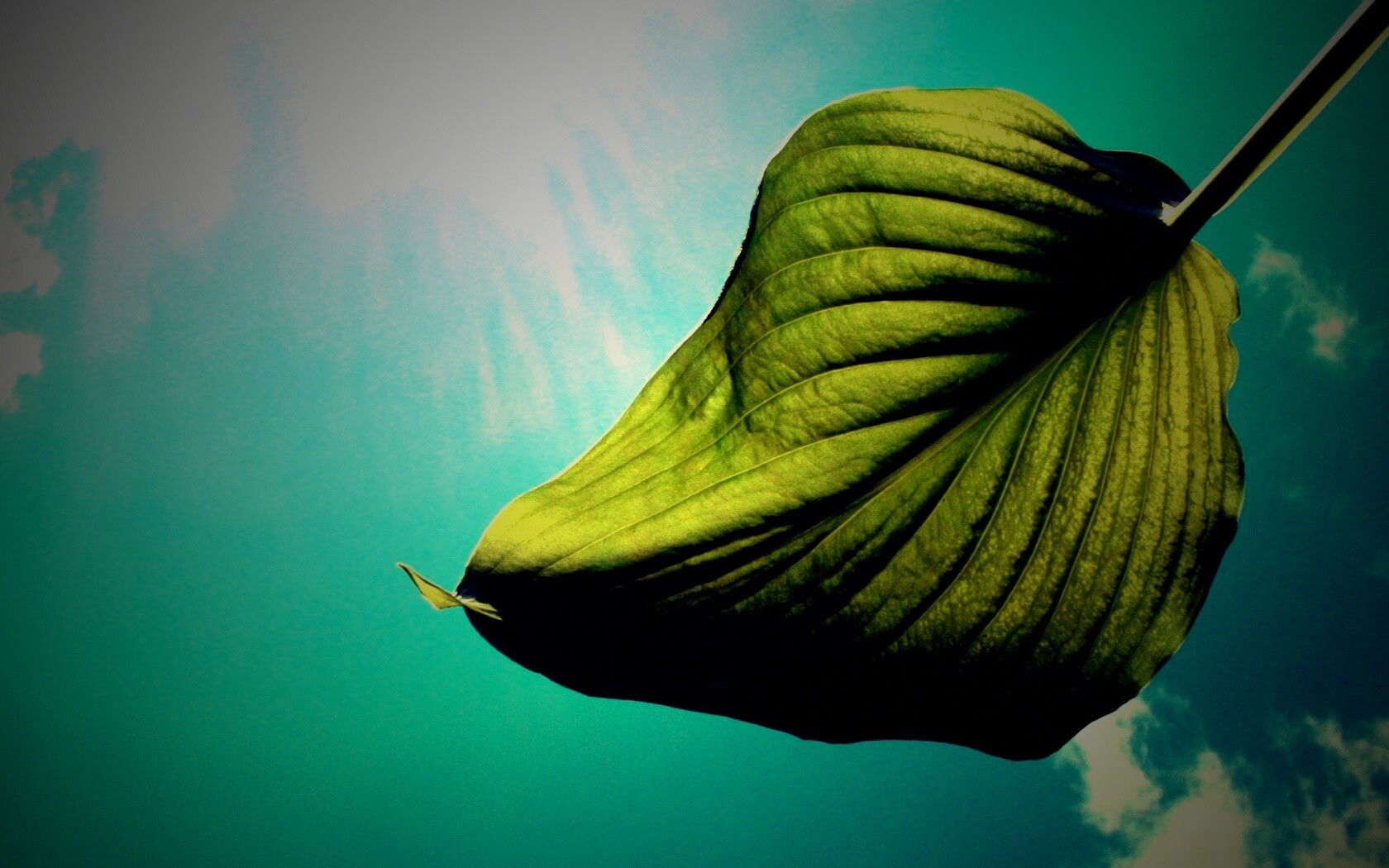 Листик тянется к солнцу обои