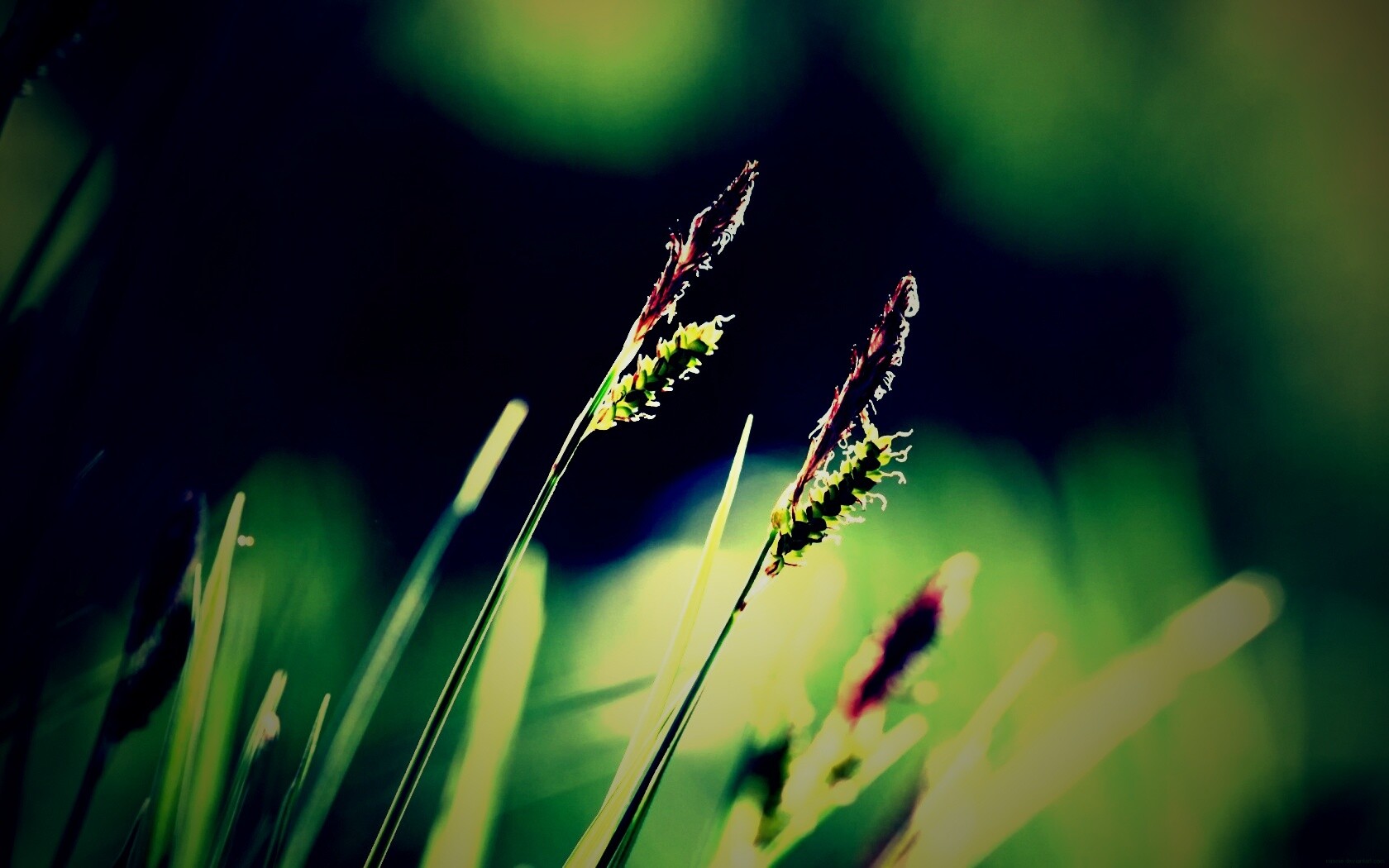 Макро фото луговой травы обои