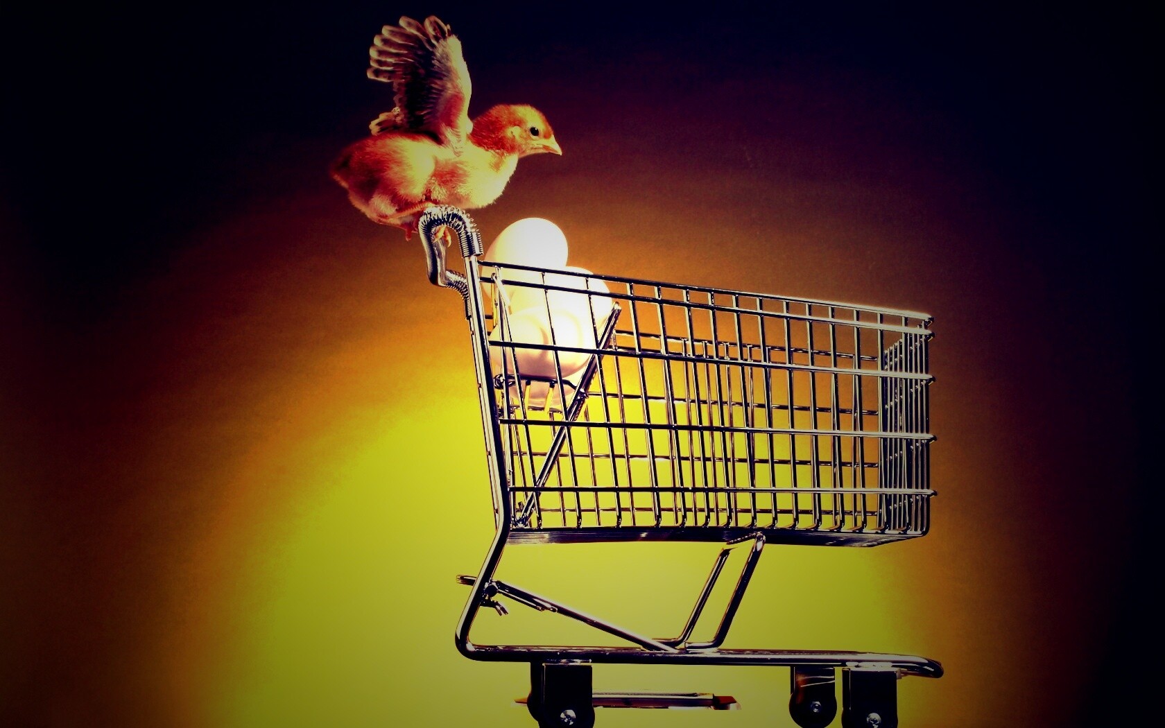 Цыплёнок покупает яйца обои