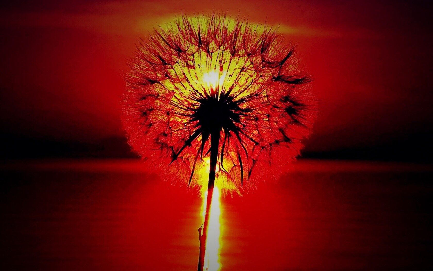 Одуванчик на закател обои