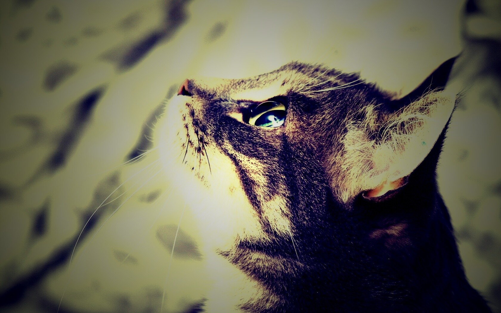 Котик смотрит верх обои