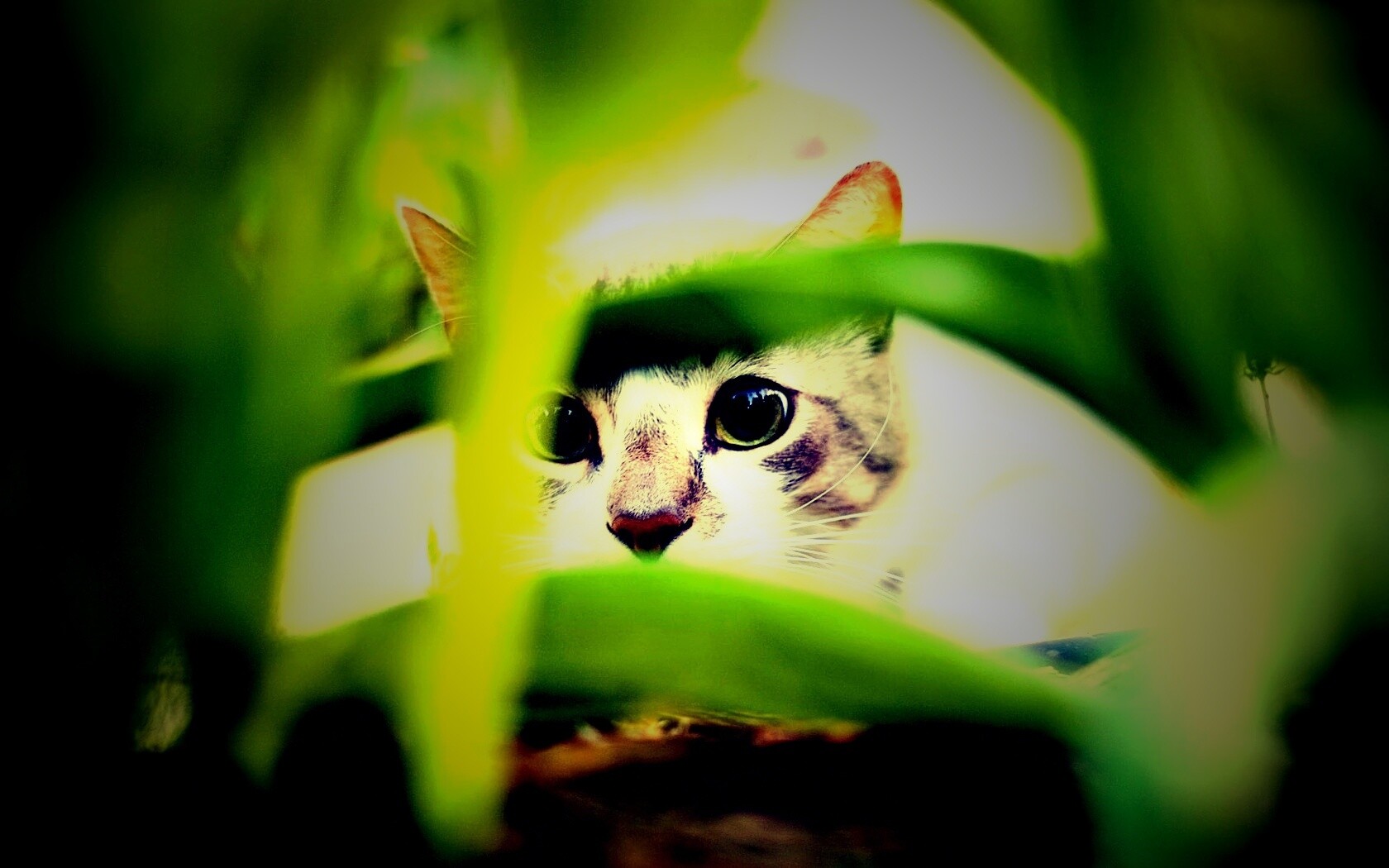 Кот в засаде обои