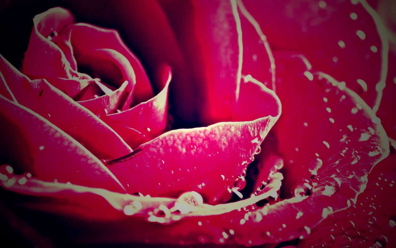 Капли на бутоне розы обои