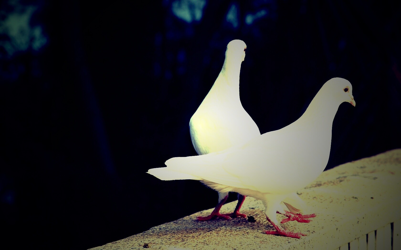 Два белых голубя обои
