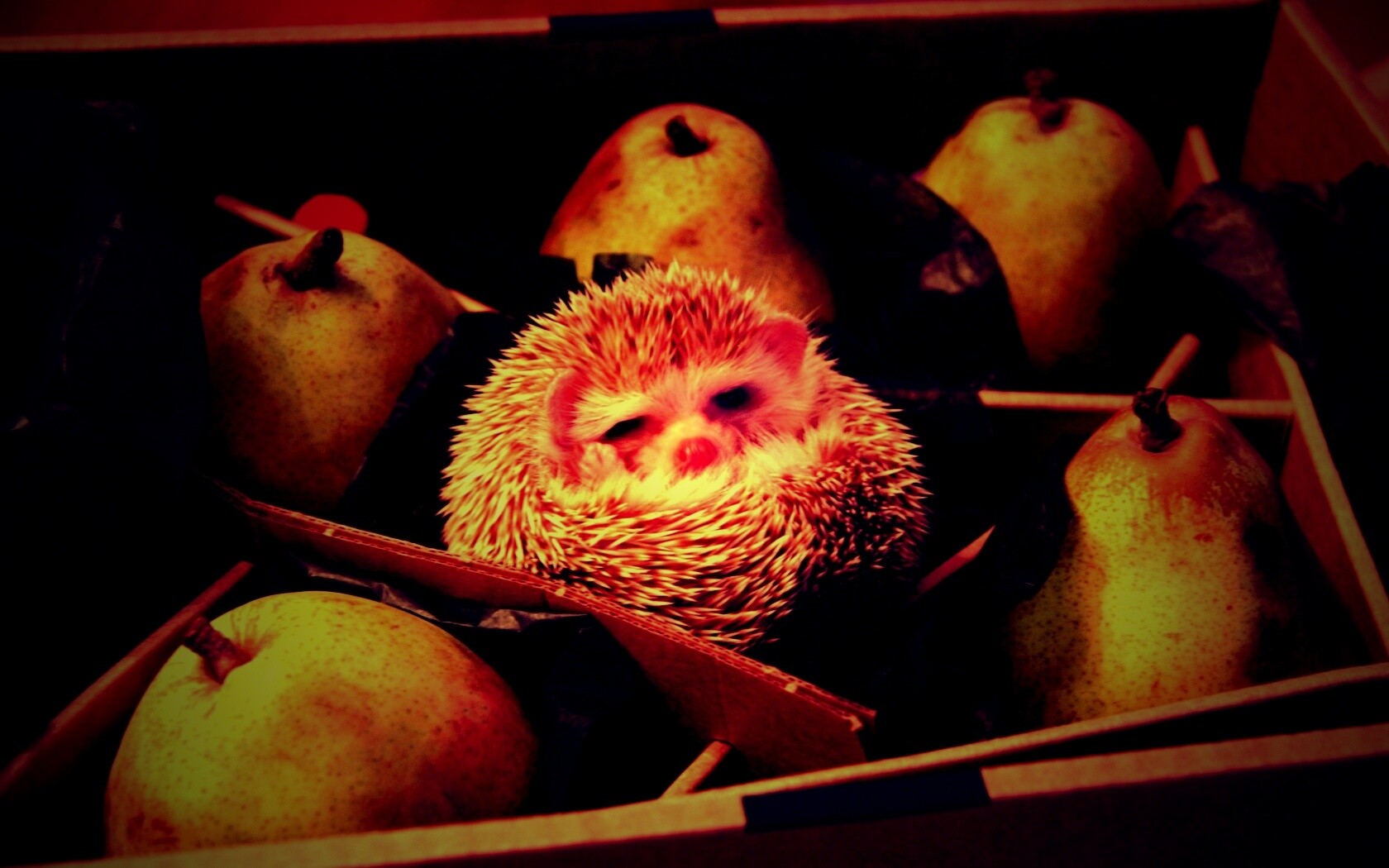 Ёжик в грушах обои