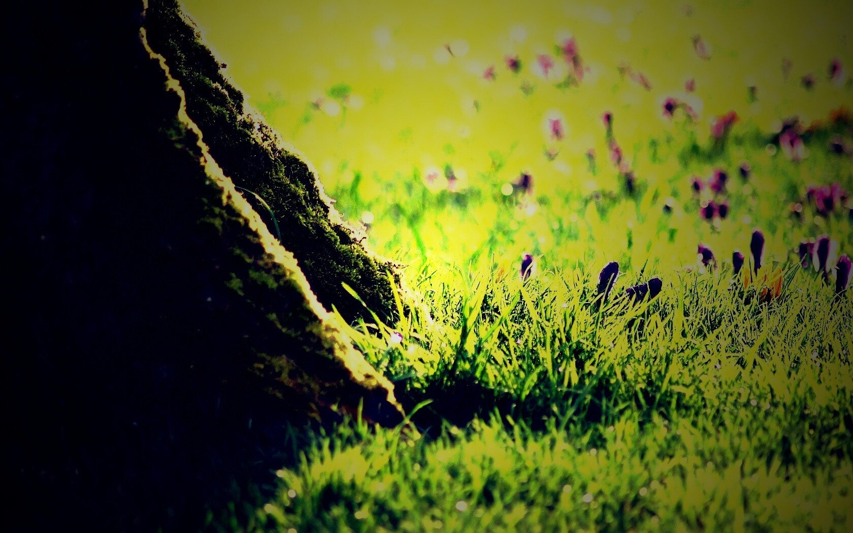 Дерево в траве обои