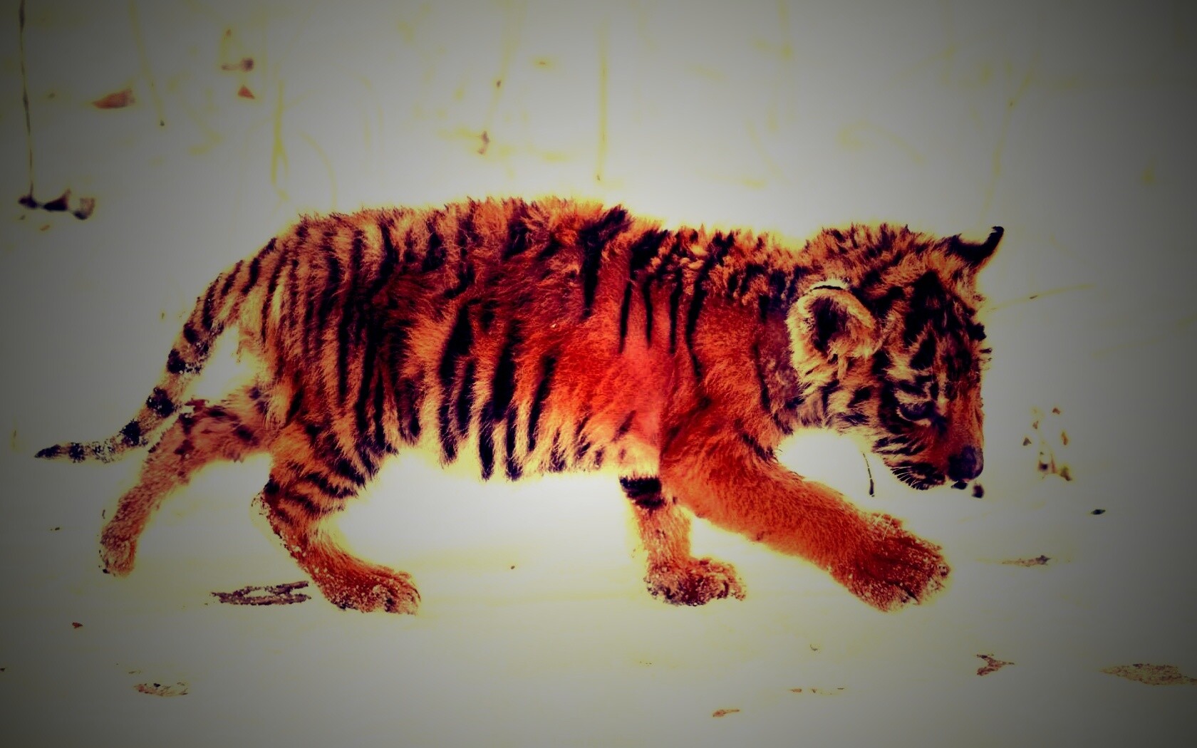 Тигренок на снегу обои