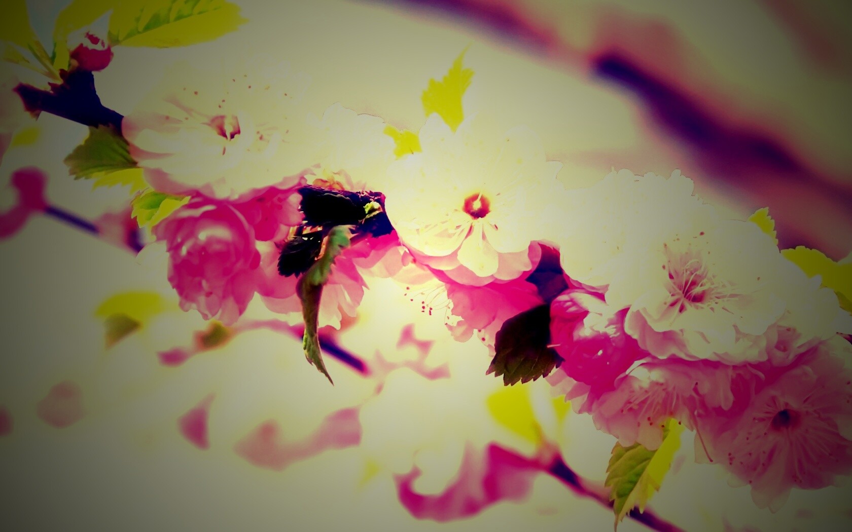 Ветка с цветами обои