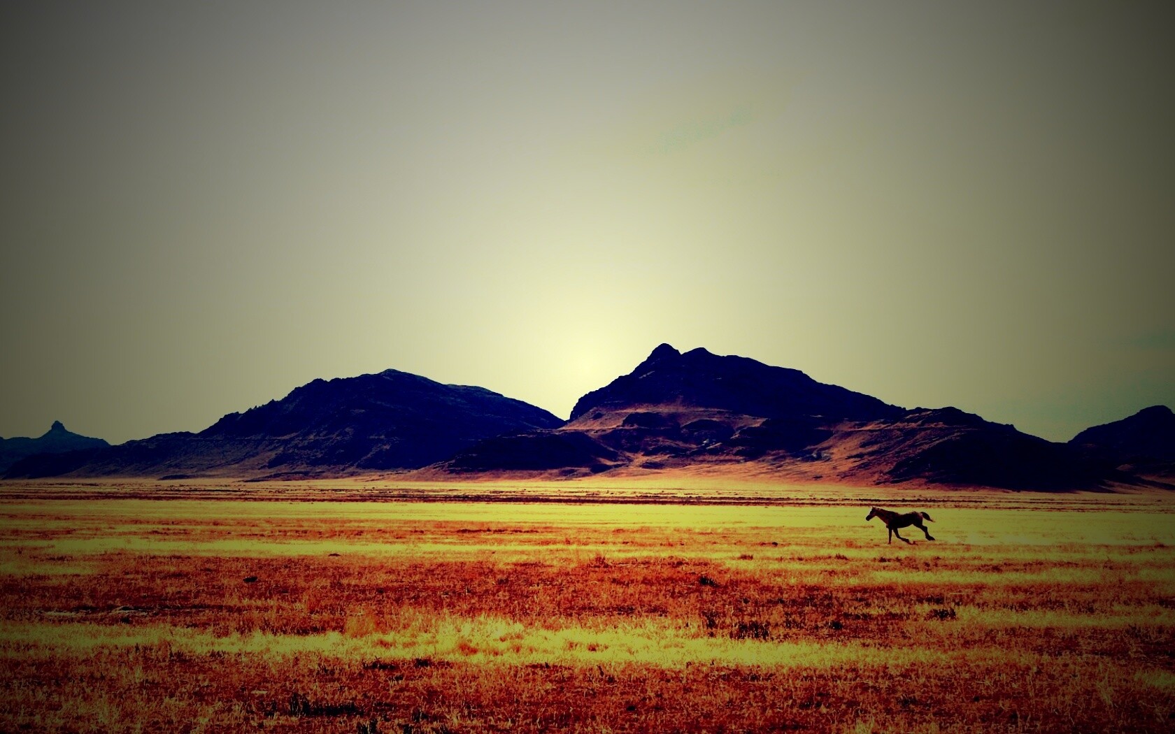 Мустанг в прериях обои