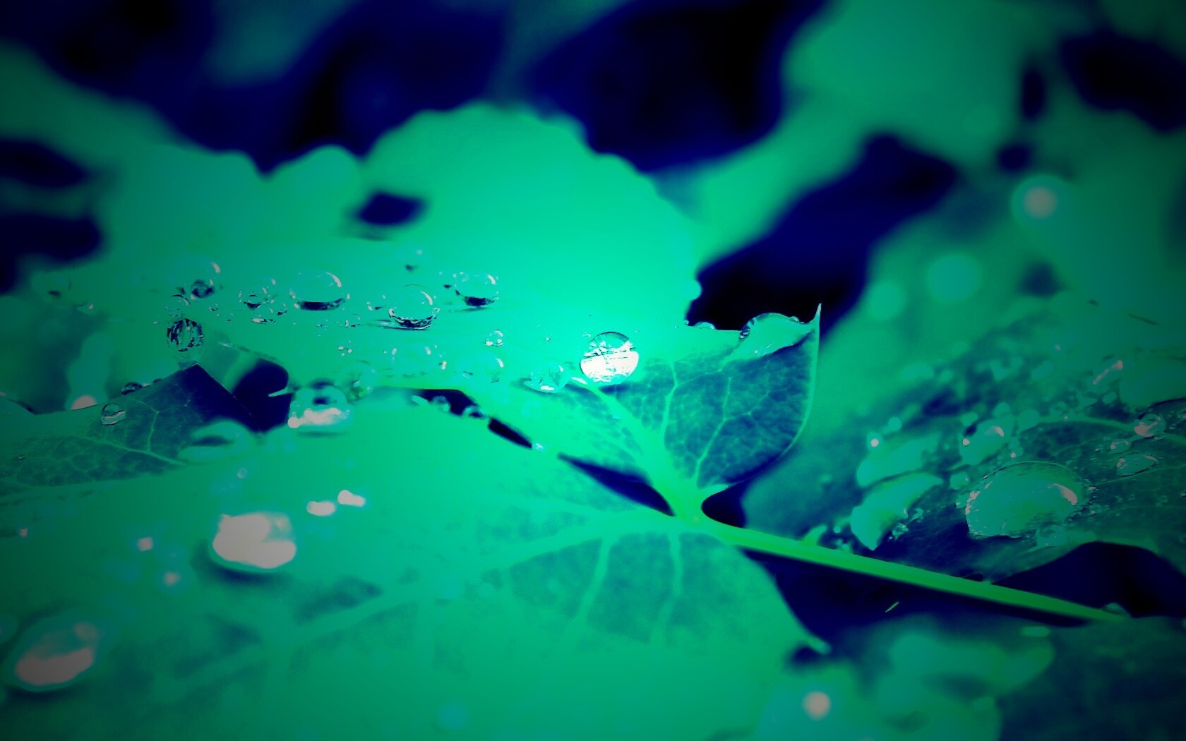 Синеватый лист обои