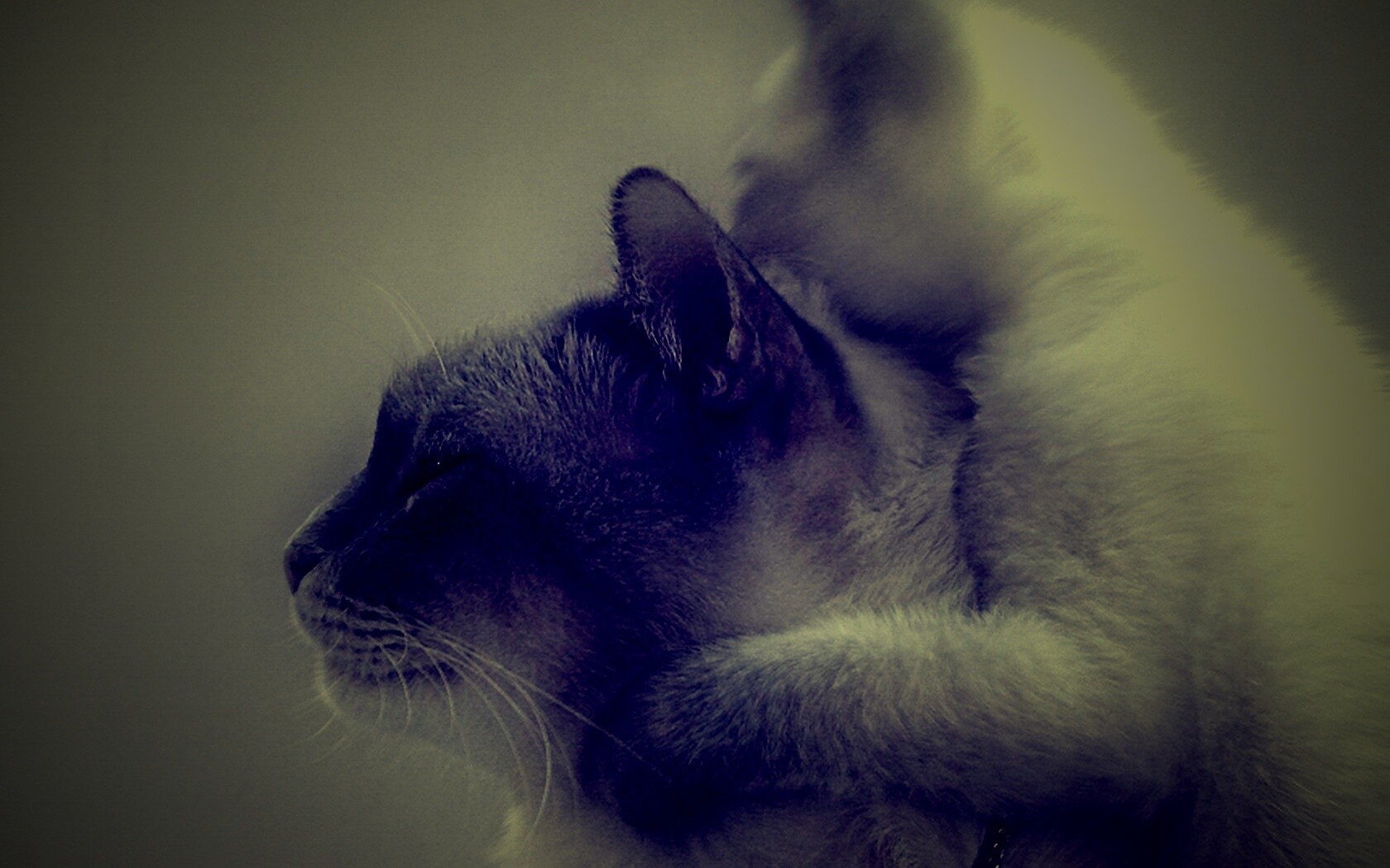 Котёнок обнимает маму обои