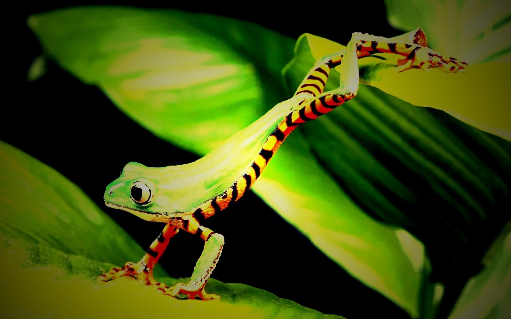 Лягушка переползает с листа на лист обои