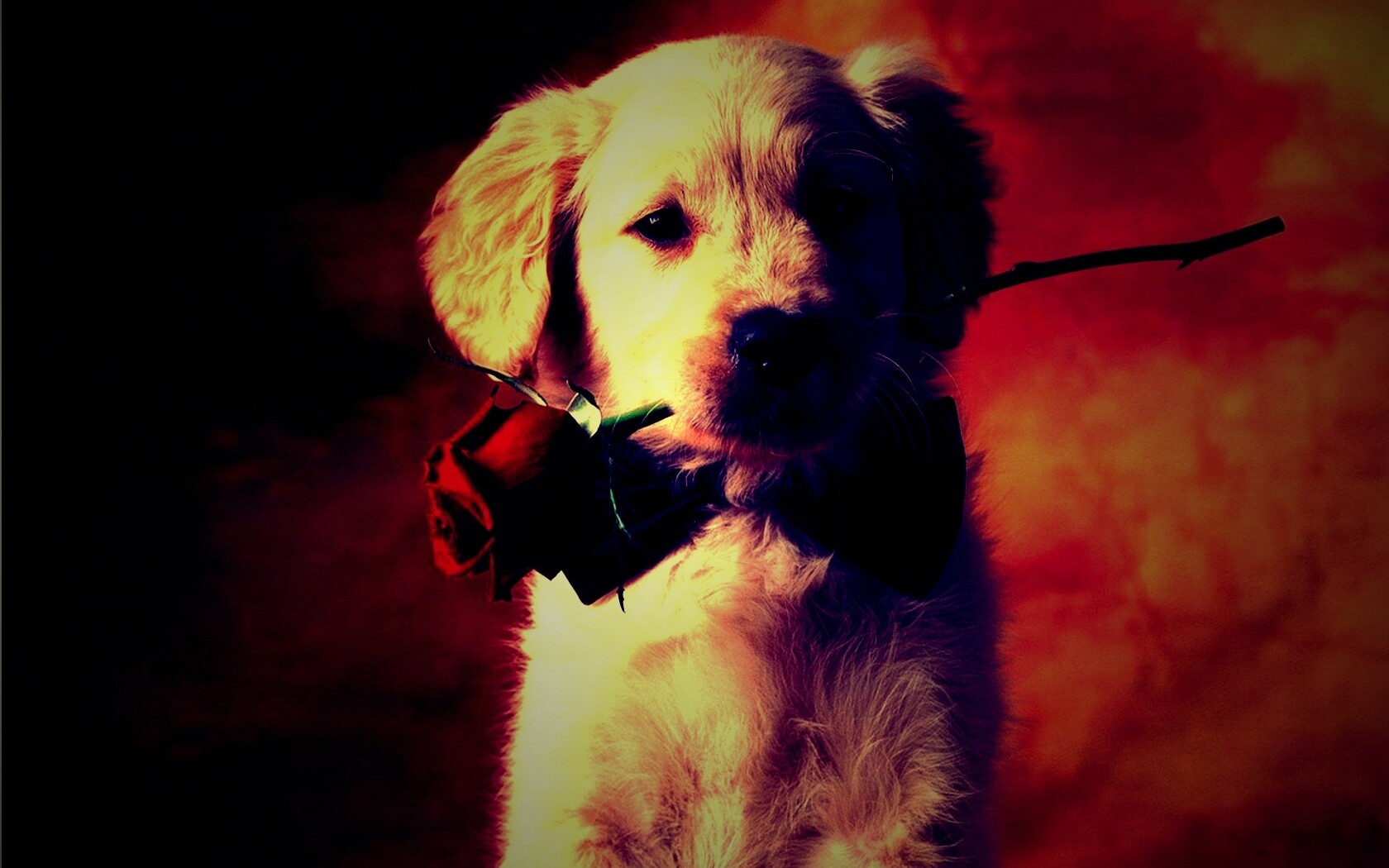 Щенок с розой в зубах обои