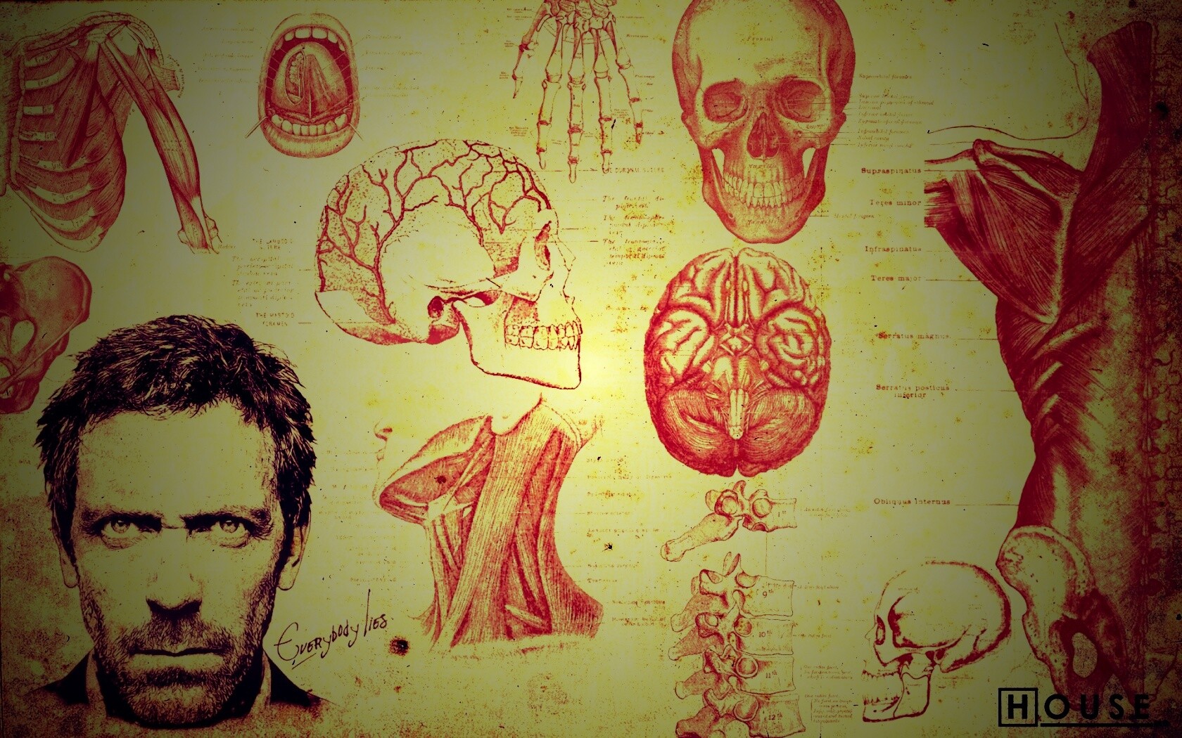 Анатомические рисунки доктора Хауса обои