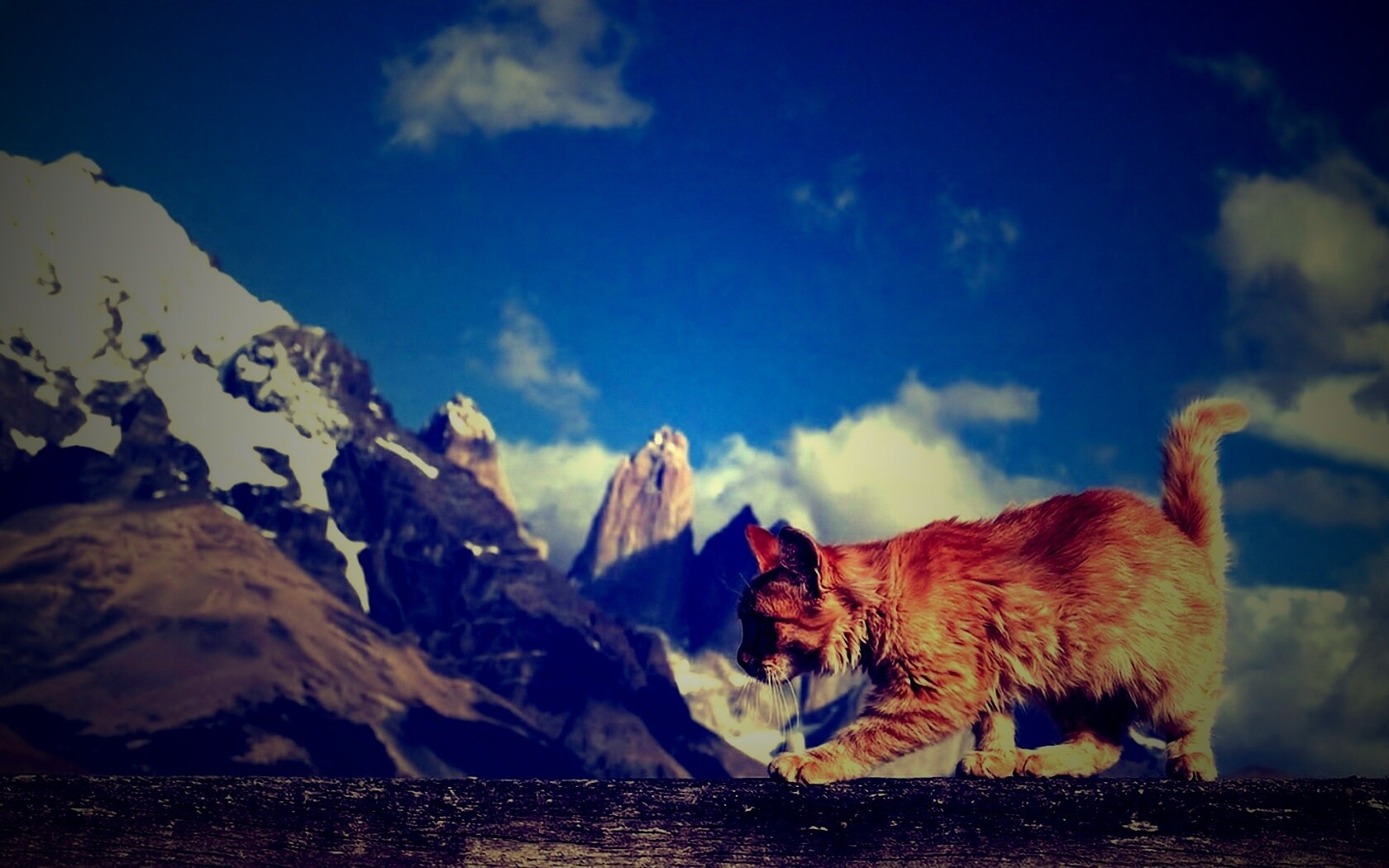 Рыжий котик в горах обои