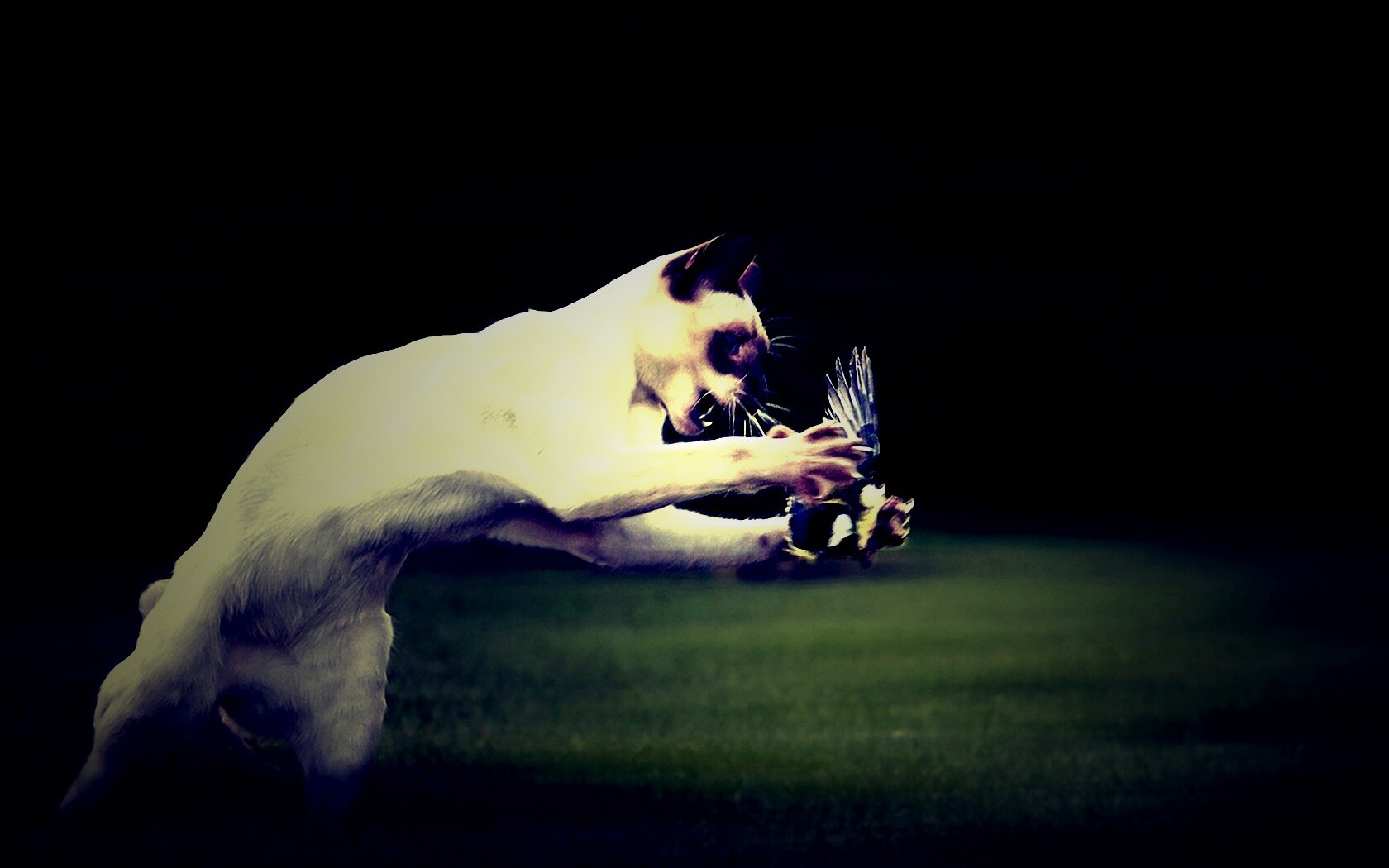 Кошка ловит птичку обои