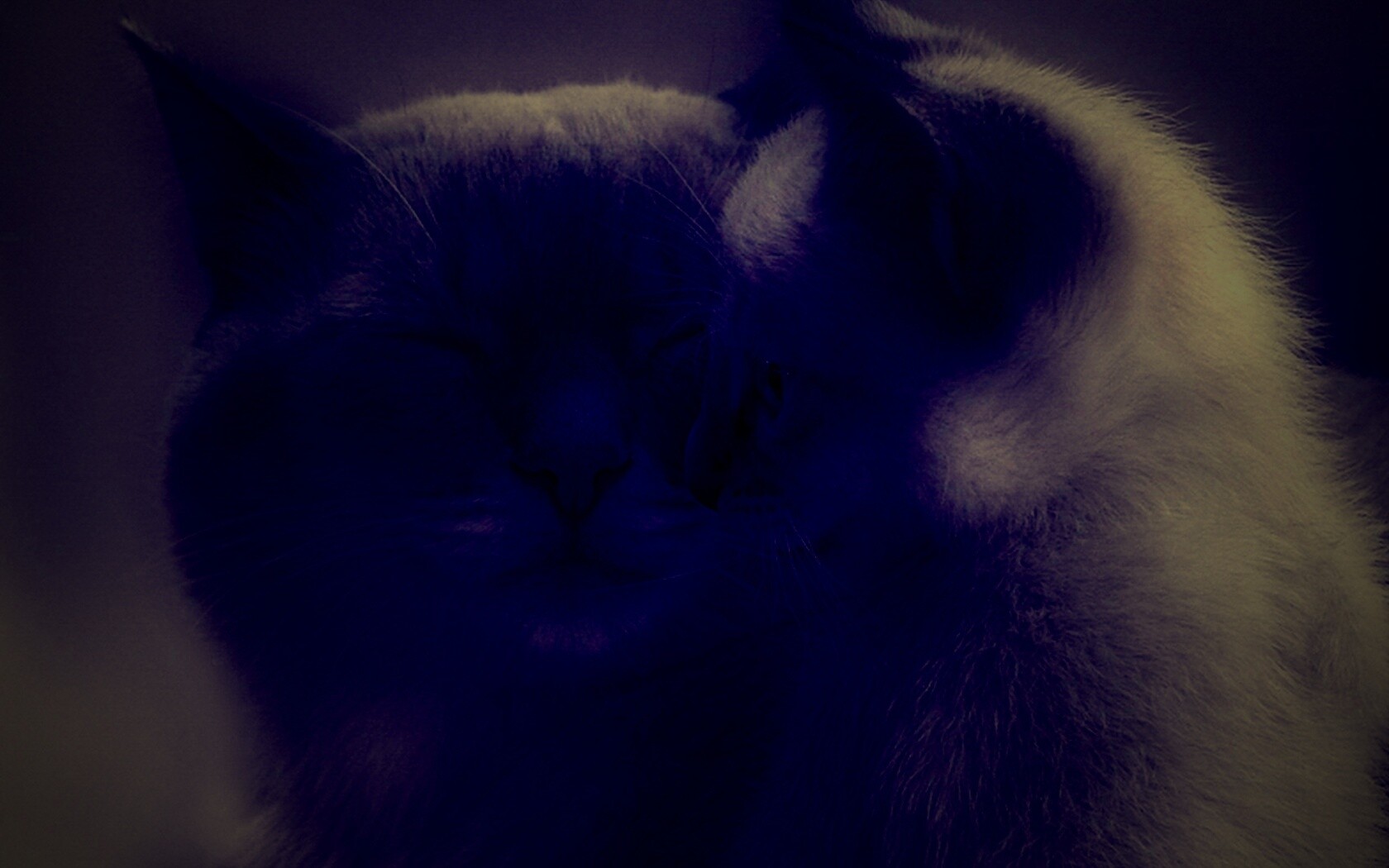 Кошка с котенком обои