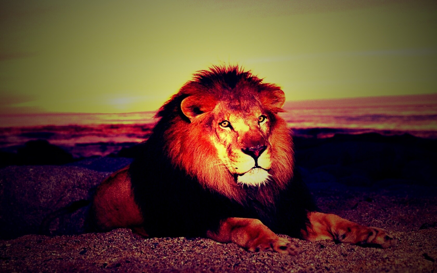 Лев на берегу океана обои