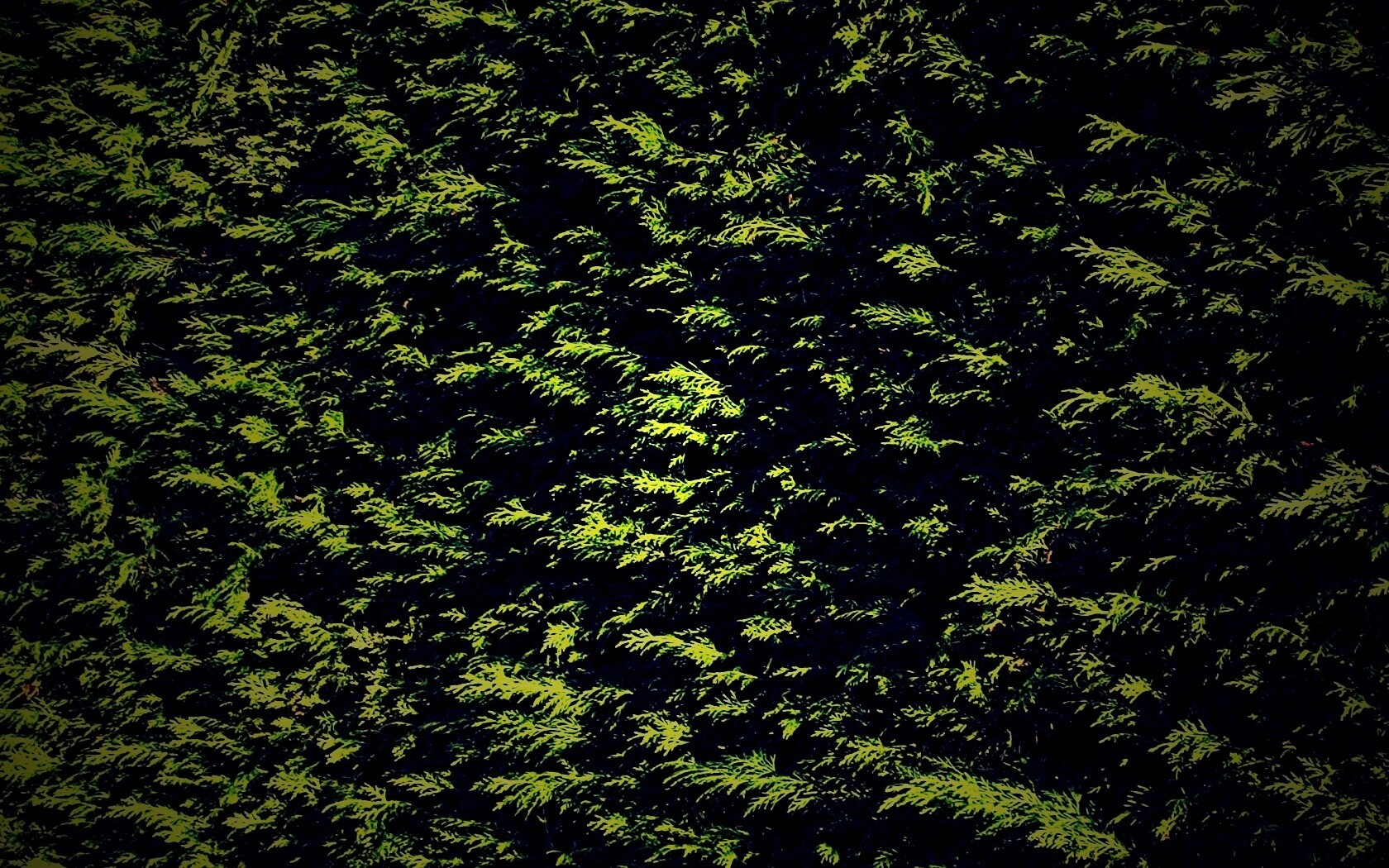 Густые хвойные заросли обои