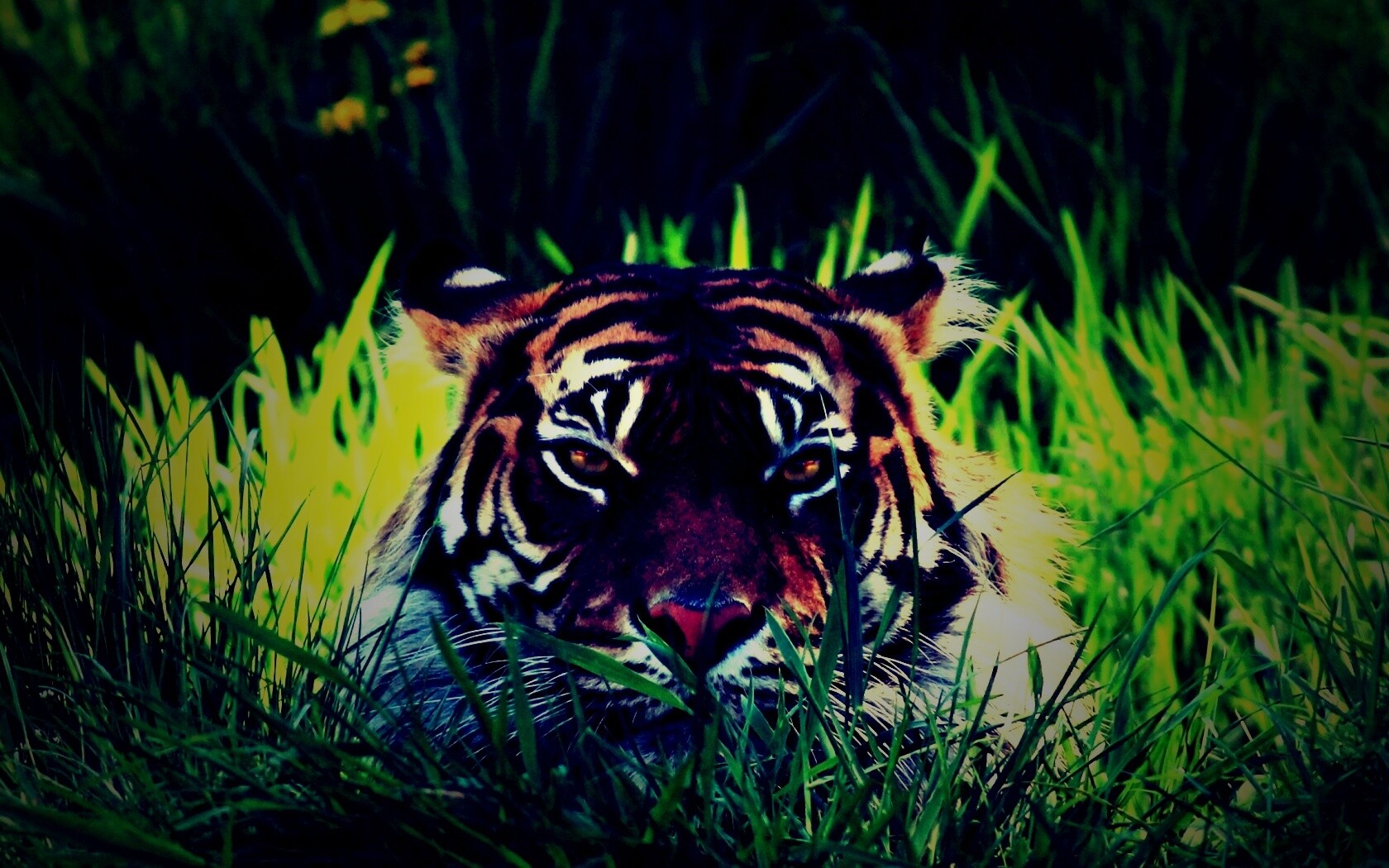 Морда тигра в траве обои
