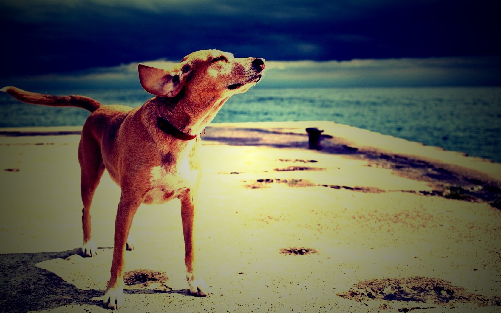 Собака на пирсе обои
